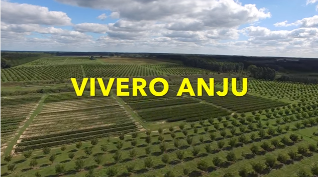 ANJU / Sabores Premium